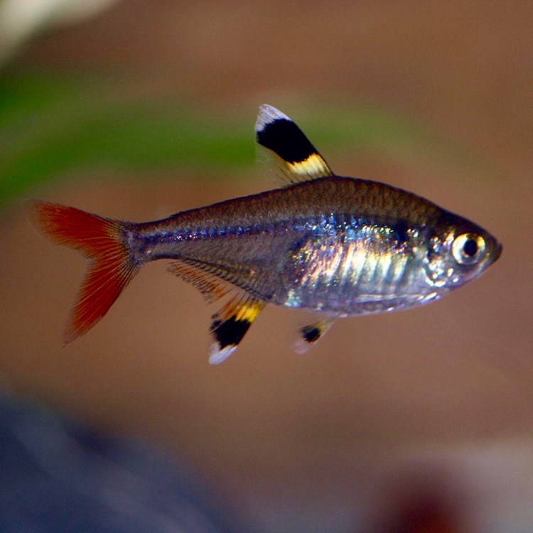 Pristella riddlei   Pristella-tetra M